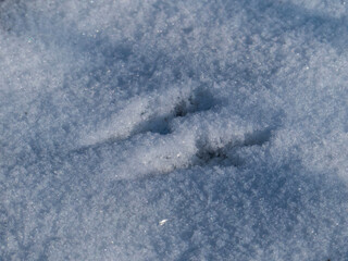 Close-Up of Bird Tracks in the Snow Highlighting Winter Wildlife