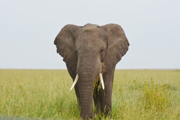 Fototapeta premium Un éléphant d'Afrique 