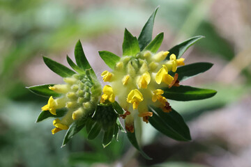 Kidney Vetch, Anthyllis vulneraria, also known as Common kidneyvetch, Kidney-vetch, Ladies’ fingers or Woundwort, wild plant from Finland