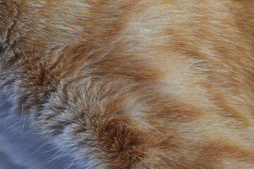 Close up of soft orange and white fur texture with detailed patterns