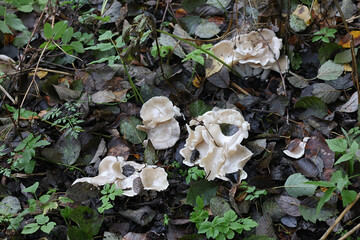 Leucocybe connata, also called Lyophyllum connatum, commonly known as White Domecap, wild mushroom from Finland