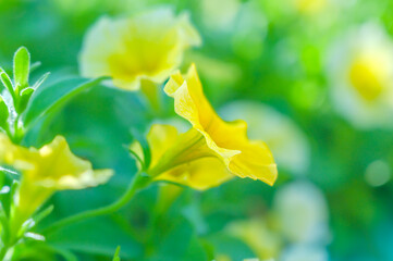 Macro Series : Yellow Petunia flowers with natural background