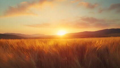 Obraz premium Golden sunset over a wheat field
