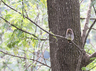 The beautiful Jungle owlet also known as Asian barred owlet, perched on a branch in a forest. The background is large tree with lush green foliage.