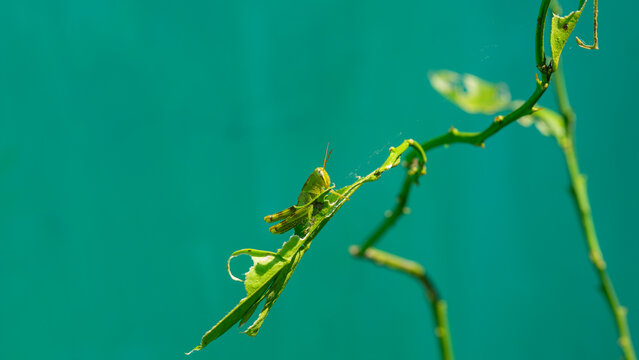 a grasshoper on a branch