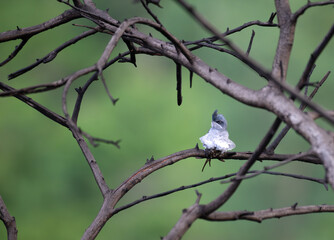 The beautiful crested treeswift perched on a thin branch against a blurred green background. It has vibrant blue feathers on its wings and a contrasting orange throat.