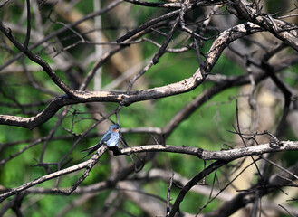 The beautiful crested treeswift perched on a thin branch against a blurred green background. It has vibrant blue feathers on its wings and a contrasting orange throat.