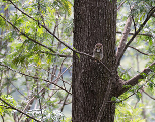The beautiful Jungle owlet also known as Asian barred owlet, perched on a branch in a forest. The background is large tree with lush green foliage.