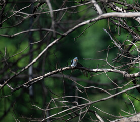 The beautiful crested treeswift perched on a thin branch against a blurred green background. It has vibrant blue feathers on its wings and a contrasting orange throat.