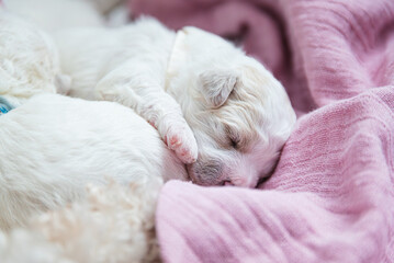 New born puppies of Bichon Frise dog. Bichon puppy sleeping.
