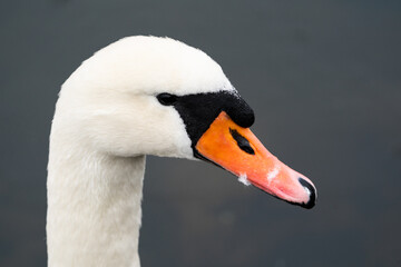 Side portrait of a mute swan (Cygnus olor) with a dark grey background