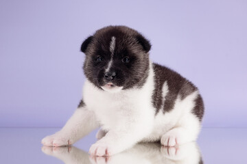 akita puppy