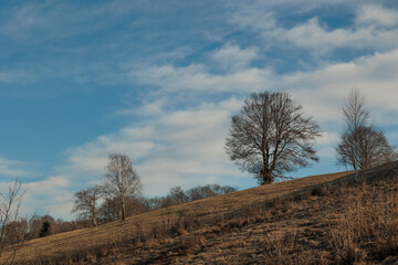 dettagli di un ambiente collinare con alberi spogli, sotto un cielo sereno, coperto da qualche nuvola, in Slovenia, di pomeriggio, in inverno