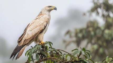 Majestic African White-Tailed Eagle Perched on Branch Amidst Misty Landscape Nature Photography Serene Environment Close-Up View