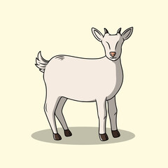 White Lamb with Small Horns