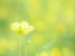 秋の公園や花壇を彩るコスモス（キバナコスモス）のある風景。背景。自然風景素材。明るい日差しでふんわりとボケた景色。