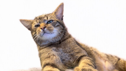 Cat lies relaxed and purrs