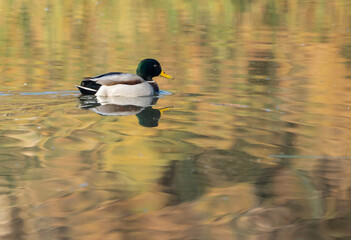 Male mallard duck swimming in a reflective lake with autumn colors in the background
