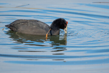 Red-knobbed coot foraging in a calm lake with ripples on the water surface