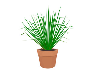 vetiver grass on a white background.