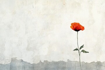 Single poppy stands out against a textured cream background