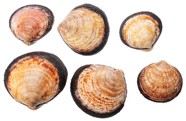 Edible raw hard clams on white background. File contains clipping paths.