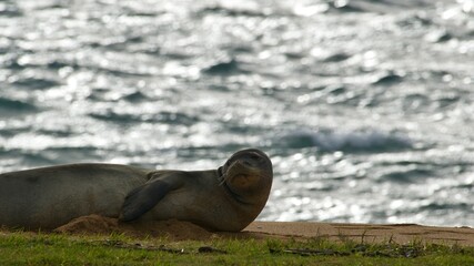 Fototapeta premium Hawaiian Monk seal on beach 