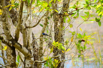 Amazing Wild Life of Sri Lanka