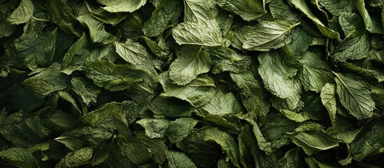 Fresh and dried mint leaves displayed in a layered aerial view featuring vibrant green textures and intricate details of their surfaces.