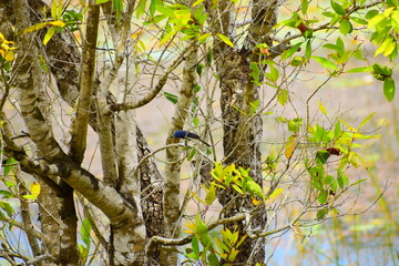 Amazing Wild Life of Sri Lanka