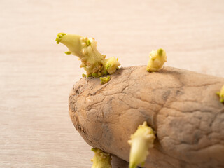 Sprouted potatoes on wooden table background.