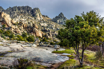 Granite rocks, cistus and pines in Sierra Cabrera