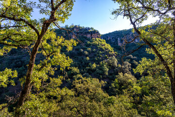 Vegetation on Jarama river canyon.