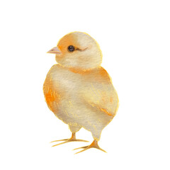Watercolor Baby Chick Illustration, Adorable Yellow Chick Painting, Farm Animal Clipart, Easter Art Print, Hand Painted Bird Decor, Digital Download for Kids and Nursery