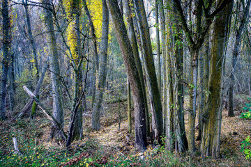 Chopos en otoño