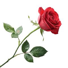 Rose on transparent background