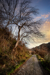 Camino en la Sierra de Ayllón