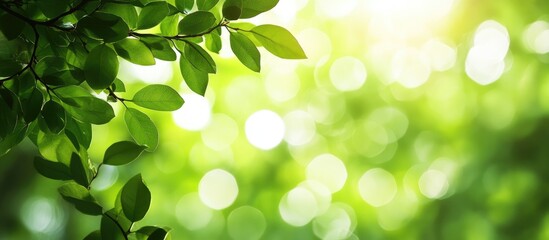 Lush green leaves with soft sunlight filtering through the bokeh background creating a serene and peaceful nature atmosphere