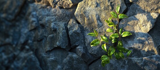 Obraz premium Green plant emerging from a stone wall crevice with sunlight casting soft shadows on rugged gray rocks, showcasing nature's resilience and beauty.