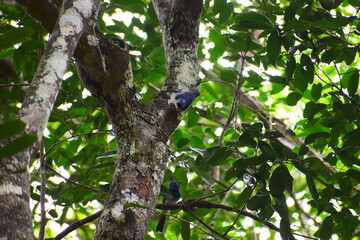 Amazing Wild Life of Sri Lanka