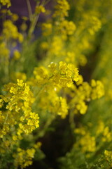 Dedicated to the next future..