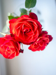 Three red roses are in a vase