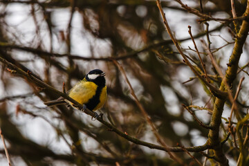 Fototapeta premium The great tit (Parus major), a small passerine bird in the tit family Paridae. Eukaryota