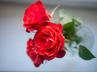 Two red roses in a vase
