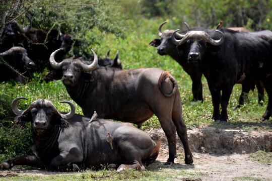 Troupeau de buffles africains