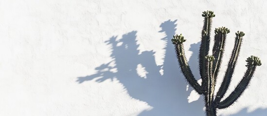 Cactus shadow cast on a white wall creating a striking contrast with intricate shapes highlighted in soft gray and deep black against the bright background