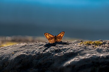 butterfly on the rock