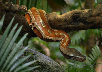 Naklejka premium Sumatra-Kurzschwanzpython (Python curtus) auch Blutpython oder Buntpython hängt über Ast im Dschungel