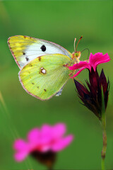 Gemeiner Heufalter (Colias hyale) auch Goldene Acht, Posthörnchen auf Blüte 