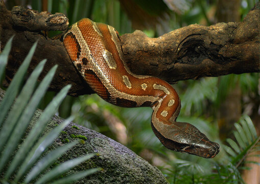 Sumatra-Kurzschwanzpython (Python curtus)  auch Blutpython oder Buntpython h&auml;ngt &uuml;ber Ast im Dschungel